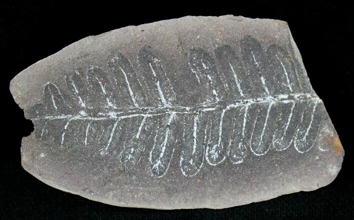 Million Year Old Fern Fossil - Illinois #21106
